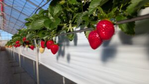 oicberry